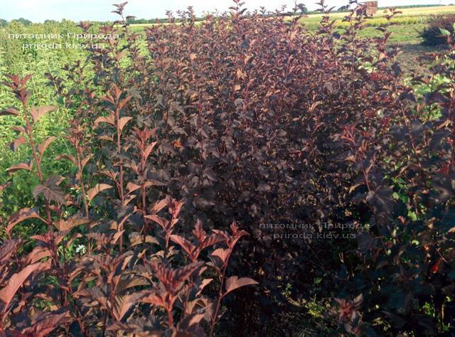 Міхуроплідник калінолістний Диаболо (Physocarpus opulifolius Diabolo) ФОТО Розплідник рослин Природа Priroda (3)