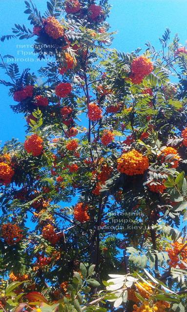 Рябина обыкновенная (Sorbus aucuparia) ФОТО Питомник растений Природа Priroda (10)