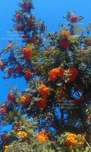 Рябина обыкновенная (Sorbus aucuparia) ФОТО Питомник растений Природа Priroda (13)