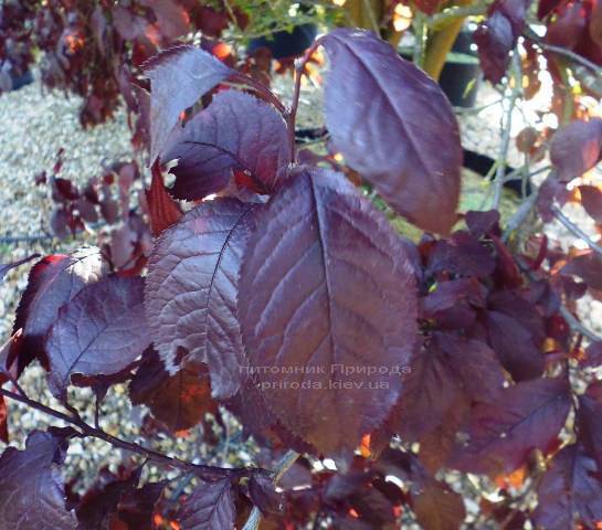 Слива растопыренная Нигра/Nigra (Prunus cerasifera Nigra) ФОТО Питомник растений Природа Priroda (13)