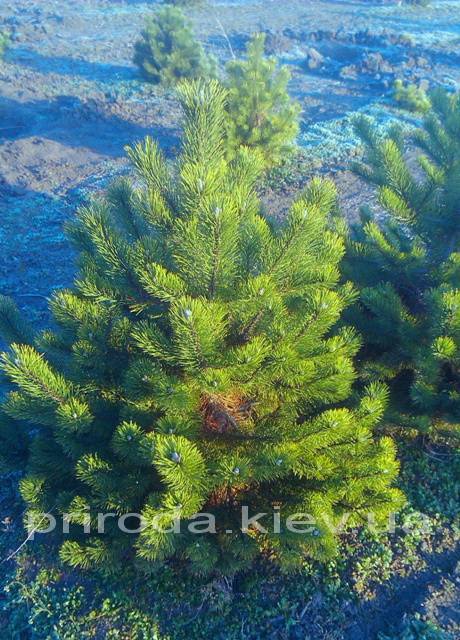 Сосна горная (Pinus mugo) ФОТО Питомник растений Природа Priroda (8)