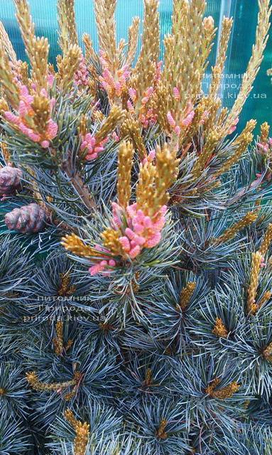 Сосна мелкоцветковая Негиши (Pinus parviflora Negishi) ФОТО Питомник растений Природа Priroda (31)