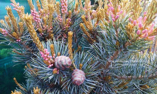 Сосна мелкоцветковая Негиши (Pinus parviflora Negishi) ФОТО Питомник растений Природа Priroda (23)