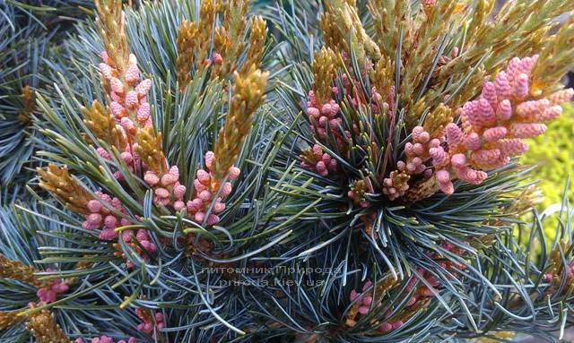 Сосна мелкоцветковая Негиши (Pinus parviflora Negishi) ФОТО Питомник растений Природа Priroda (28)