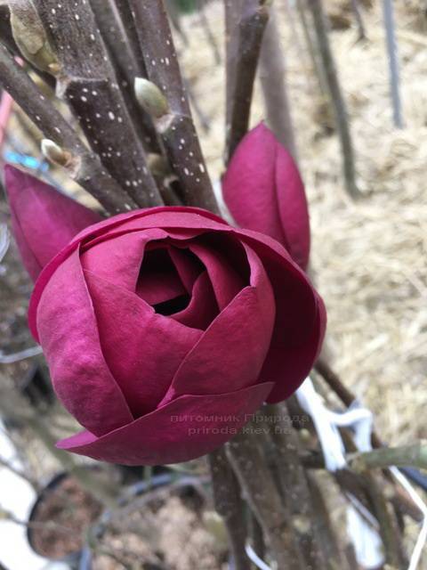 Магнолия Блэк Тюлип (Magnolia Black Tulip) ФОТО Питомник растений Природа Priroda