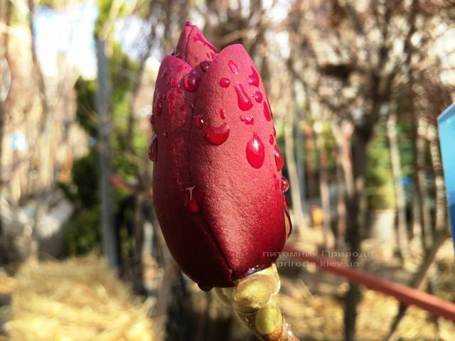 Магнолия Блэк Тюлип (Magnolia Black Tulip) ФОТО Питомник растений Природа Priroda