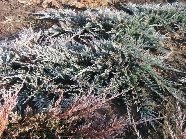 Можжевельник горизонтальный Блю Чип / Блу Чип (Juniperus horizontalis Blue Chiр) ФОТО Питомник растений Природа Priroda