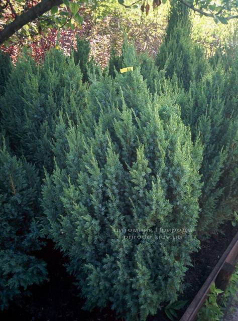 Можжевельник китайский Стрикта ( Juniperus chinensis Stricta ) ФОТО Питомник декоративных растений Природа Priroda