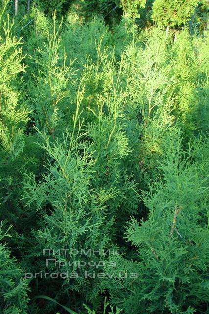 Туя западная колоновидная Колумна (Thuja occidentalis Columna) ФОТО Питомник растений Природа Priroda