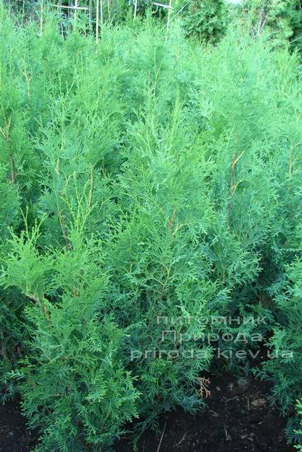 Туя западная колоновидная Колумна (Thuja occidentalis Columna) ФОТО Питомник растений Природа Priroda