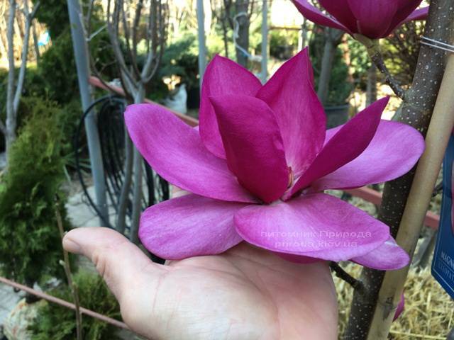 Магнолия Клеопатра (Magnolia Cleopatra Tulip) ФОТО Питомник растений Природа Priroda