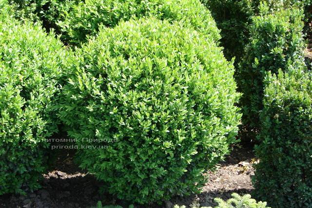 Самшит вечнозелёный Шар (Buxus sempervirens Boll) ФОТО Питомник растений Природа Priroda