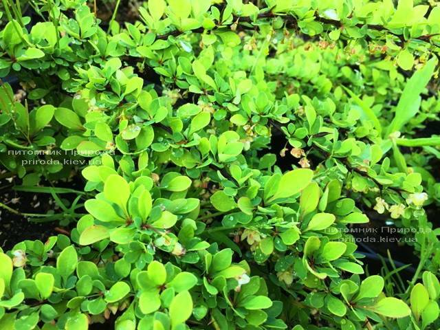 Барбарис Тунберга Грин Карпет (Berberis thunbergii Green Carpet) ФОТО Питомник растений Природа Priroda