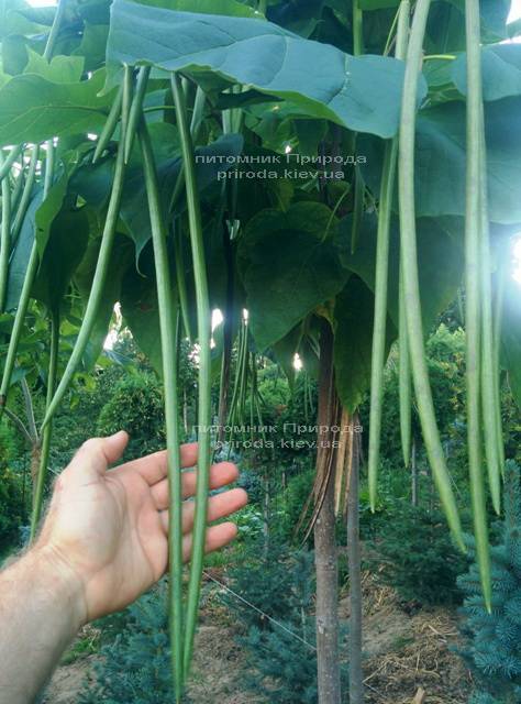 Катальпа чудова / прекрасна (Catalpa spesiosa) ФОТО Розплідник рослин Природа (Priroda)