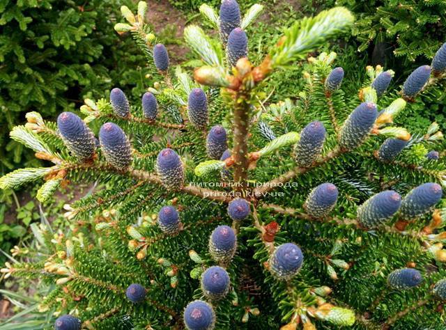 Пихта корейская (Abies koreana) ФОТО Питомник растений Природа Priroda