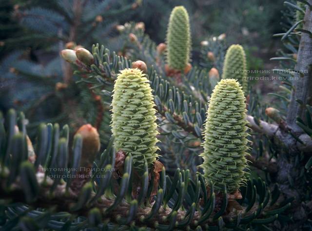 Пихта корейская Силберлок (Abies koreana Silberlocke) ФОТО Питомник растений Природа Priroda