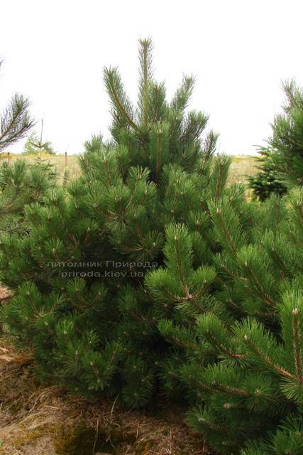 Сосна чёрная/австрийская (Pinus nigra/austriaca) ФОТО Питомник растений Природа Priroda