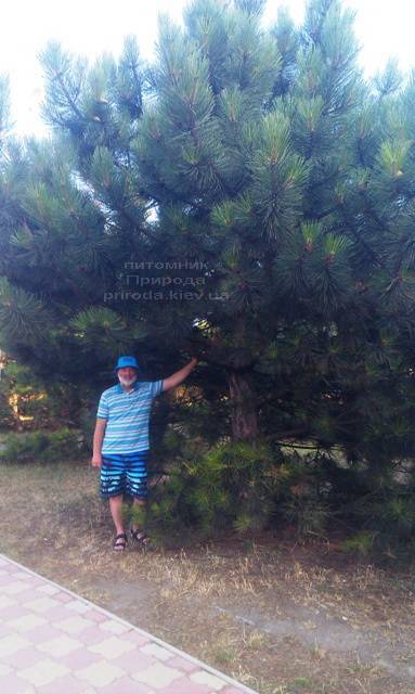 Сосна орегонская/жёлтая (Pinus ponderosa) ФОТО Питомник растений Природа Priroda
