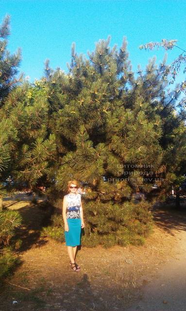 Сосна орегонская/жёлтая (Pinus ponderosa) ФОТО Питомник растений Природа Priroda