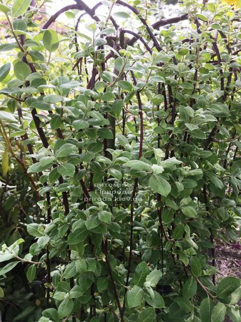 Ива козья Килмарнок плакучая (Salix caprea Kilmarnock рendula) на штамбе ФОТО Питомник растений Природа Priroda