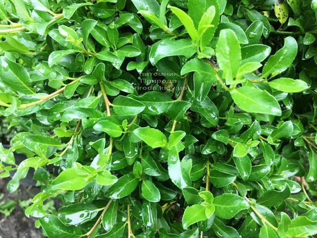 Ива симулатрикс (Salix simulatrix) на штамбе ФОТО Питомник растений Природа Priroda