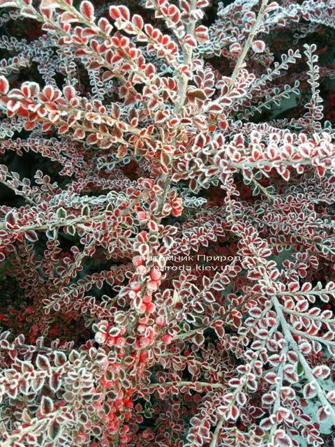 Кизильник горизонтальный (Cotoneaster horizontalis) ФОТО Питомник растений Природа Priroda