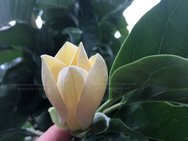 Магнолия голая Дабл Диамонд (Magnolia denudata Double Diamond) ФОТО Питомник растений Природа Priroda