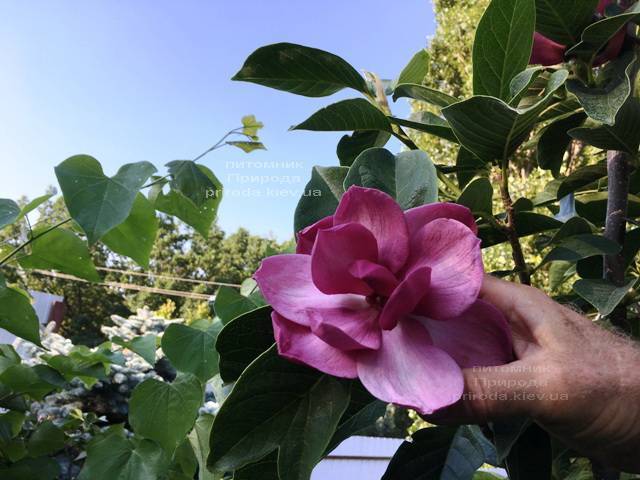 Магнолия Клеопатра (Magnolia Cleopatra Tulip) ФОТО Питомник растений Природа Priroda