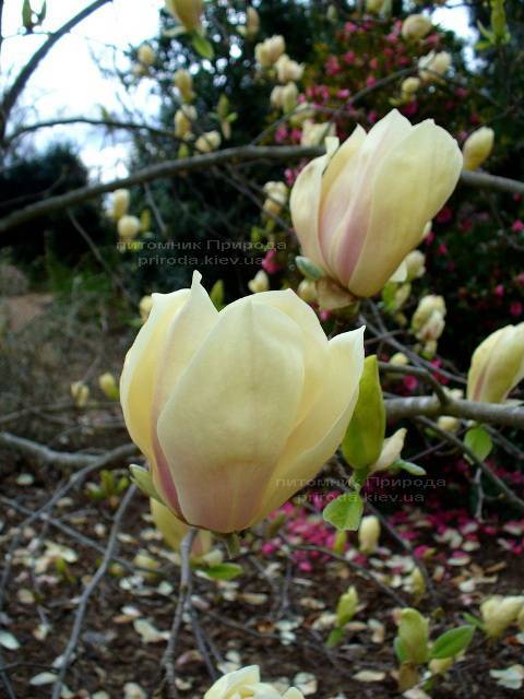 Магнолия Еллоу Лантерн (Magnolia Yellow Lantern) ФОТО Питомник растений Природа Priroda