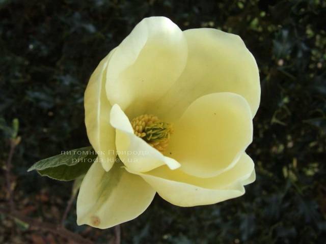Магнолия Еллоу Лантерн (Magnolia Yellow Lantern) ФОТО Питомник растений Природа Priroda