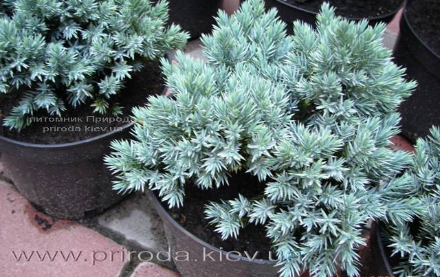 Можжевельник чешуйчатый Блю Стар (Juniperus squamata Blue Star) ФОТО Питомник растений Природа Priroda