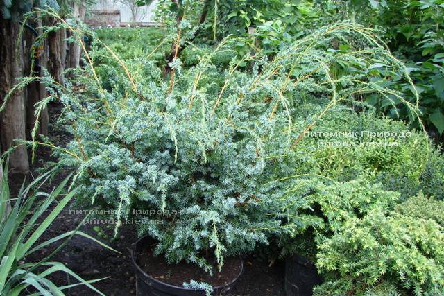 Можжевельник китайский Блю Альпс (Juniperus chnensis Blue Alps) ФОТО Питомник растений Природа (Priroda)