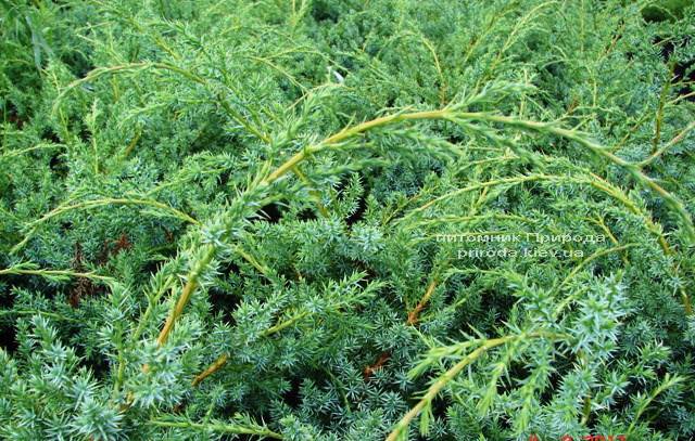 Можжевельник китайский Блю Альпс (Juniperus chnensis Blue Alps) ФОТО Питомник растений Природа (Priroda)