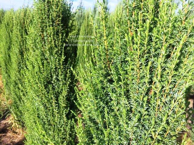 Можжевельник обыкновенный Арнольд (Juniperus communis Arnold) ФОТО Питомник растений Природа Priroda