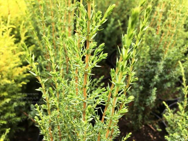 Можжевельник обыкновенный Арнольд (Juniperus communis Arnold) ФОТО Питомник растений Природа Priroda