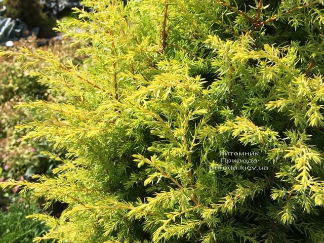 Ялівець звичайний Голд Кон (Juniperus communis Gold Cone) ФОТО Розплідник рослин Природа Priroda