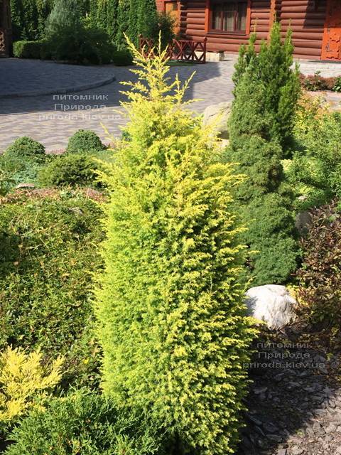 Ялівець звичайний Голд Кон (Juniperus communis Gold Cone) ФОТО Розплідник рослин Природа Priroda