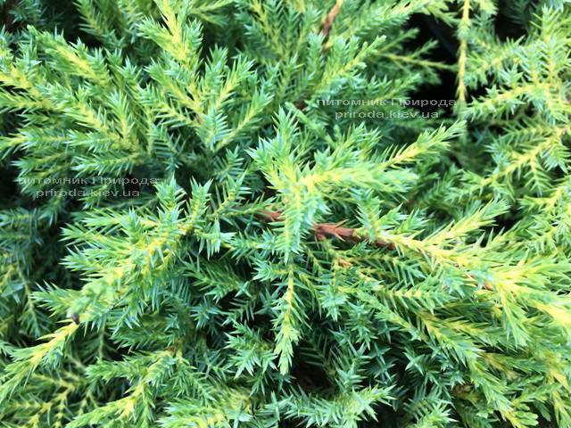 Можжевельник средний / пфитцериана Мордиган Голд (Juniperus media / pfitzeriana Mordigan Gold) ФОТО Питомник растений Природа Priroda