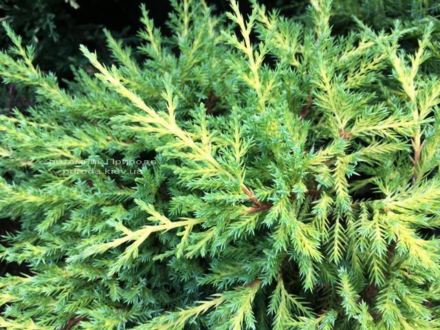 Можжевельник средний / пфитцериана Мордиган Голд (Juniperus media / pfitzeriana Mordigan Gold) ФОТО Питомник растений Природа Priroda