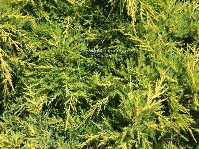 Ялівець середній Голд Кіссе (Juniperus media Goldkissen) ФОТО Розплідник рослин Природа (Priroda)