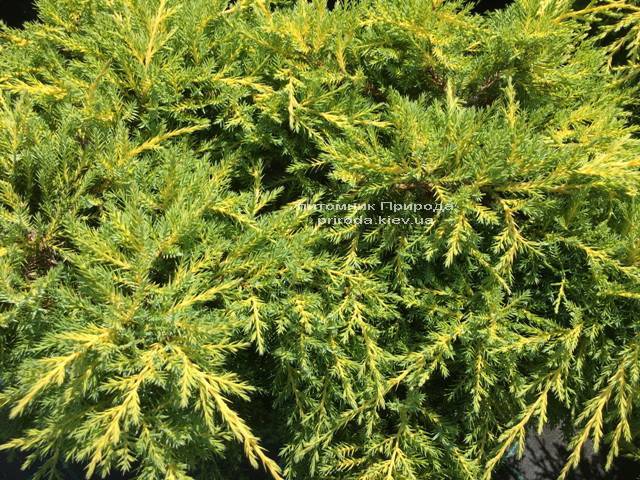 Можжевельник средний Голд Киссен (Juniperus media Goldkissen) ФОТО Питомник растений Природа (Priroda)