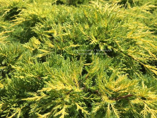 Можжевельник средний Голд Киссен (Juniperus media Goldkissen) ФОТО Питомник растений Природа (Priroda)