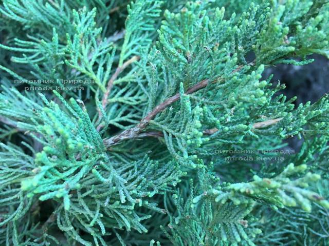 Можжевельник виргинский Блю Клоуд (Juniperus virginiana Blue Cloud) ФОТО Питомник растений Природа Priroda