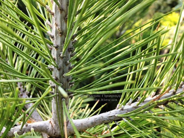 Сосна белокорая (Pinus leucodermis) ФОТО Питомник растений Природа Priroda