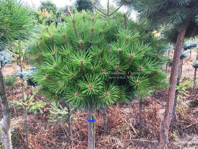 Сосна чорна Брепо (Pinus nigra Brepo) ФОТО Розплідник рослин Природа Priroda