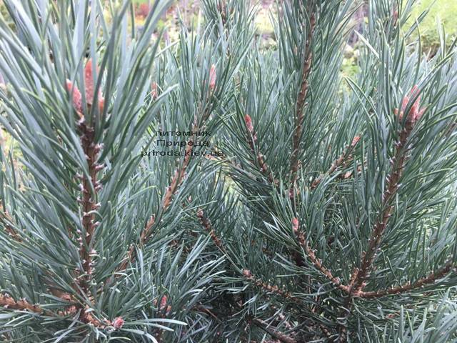 Сосна обычная Ватерери (Pinus sylvestris Watereri) ФОТО Питомник растений Природа Priroda