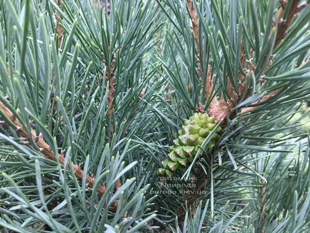 Сосна обычная Ватерери (Pinus sylvestris Watereri) ФОТО Питомник растений Природа Priroda