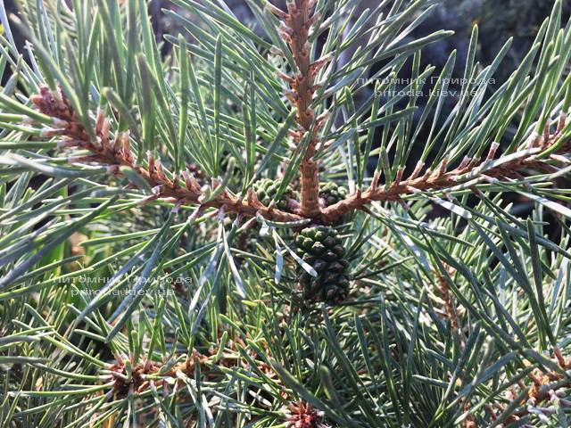 Сосна обыкновенная Нана Аргуто (Pinus sylvestris Nana Arguto) ФОТО Питомник растений Природа Priroda