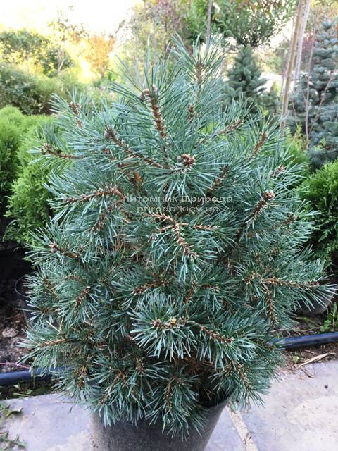 Сосна обыкновенная Нана Аргуто (Pinus sylvestris Nana Arguto) ФОТО Питомник растений Природа Priroda