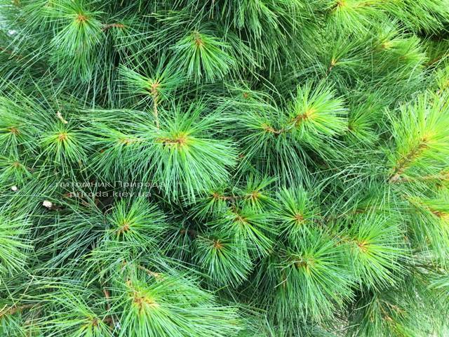 Сосна веймутова (Pinus strobus) ФОТО Питомник растений Природа Priroda